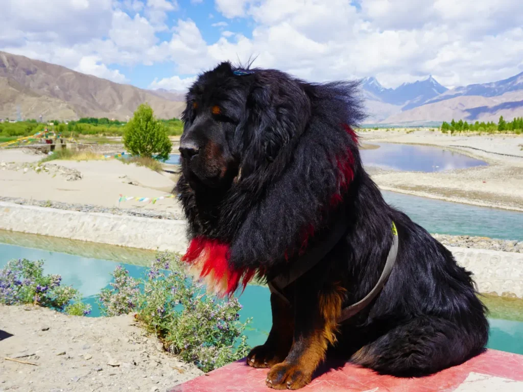 Tibetská doga umelecká fotografia na vyvýšenom mieste