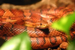 Užovka červená umelecká fotografia