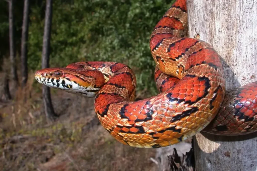 Užovka červená omotaná okolo stromu