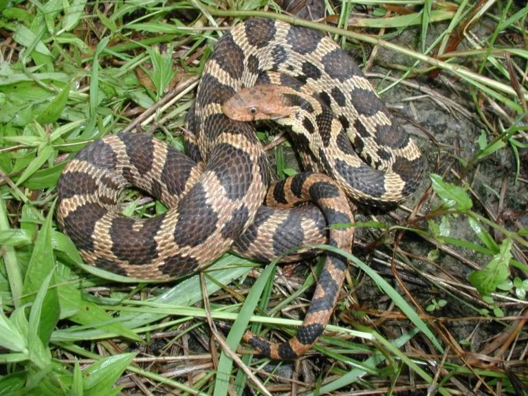 Užovka líščia v tráve cez deň