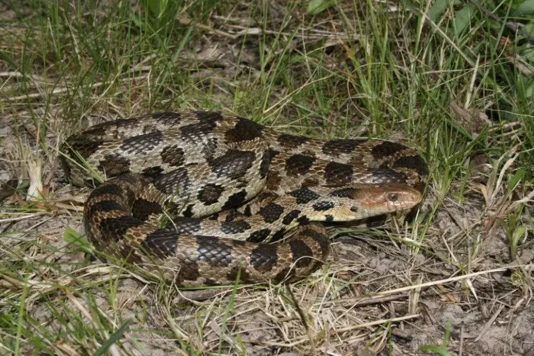 Užovka líščia v prírode v tráve