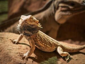 Agama bradatá