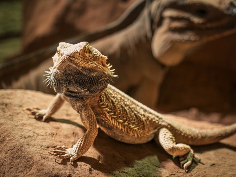 Agama bradatá
