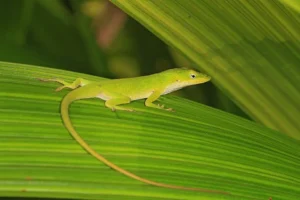 Anolis zelený v prírode na zelenom liste