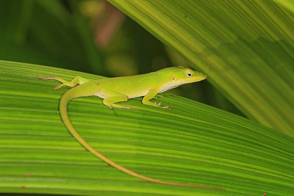 Anolis zelený v prírode na zelenom liste