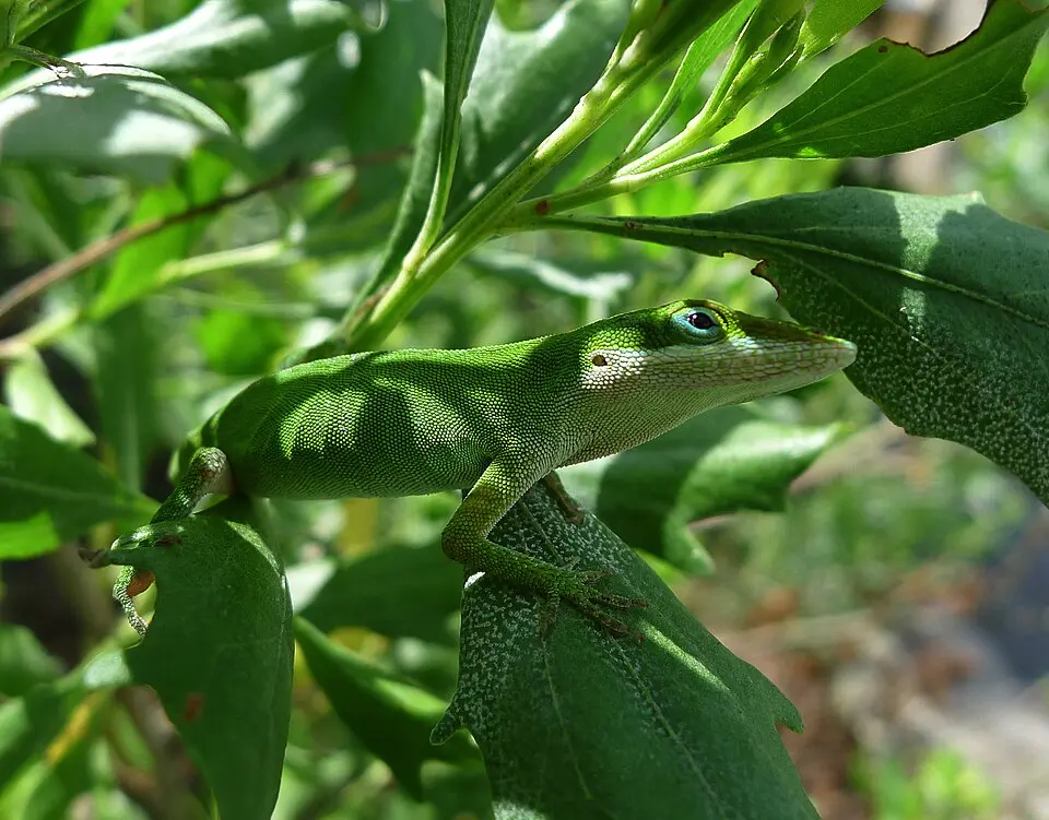 Anolis zelený detail na zelenom strome