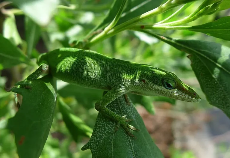 Anolis zelený na strome