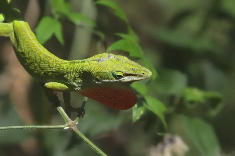 Anolis zelený na tenkom konáriku