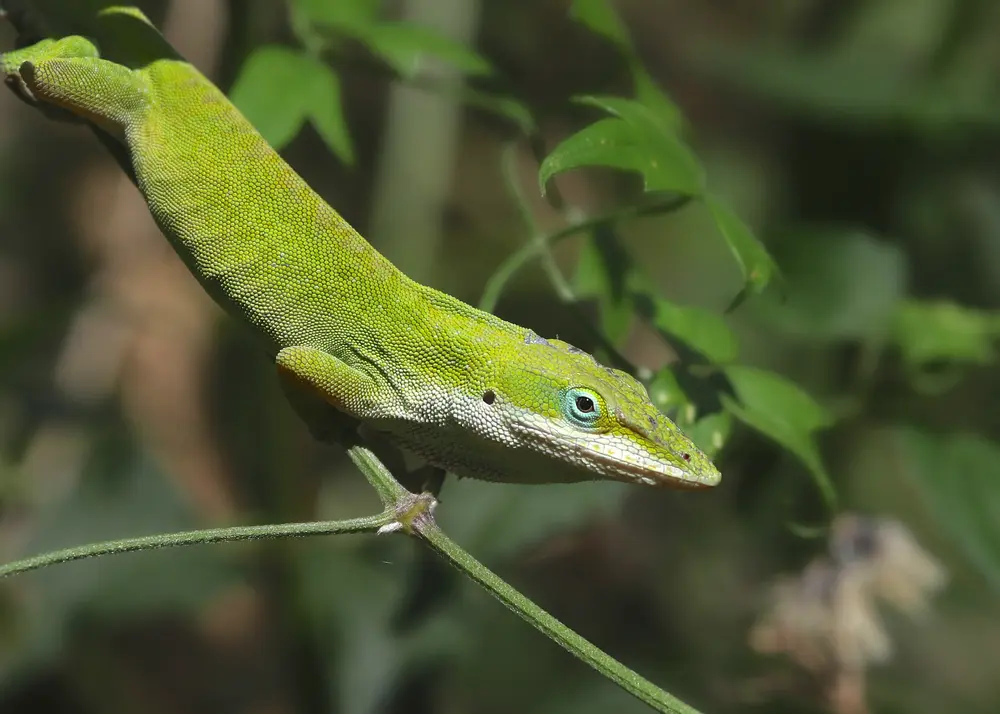Anolis zelený na zelenej vetvičke