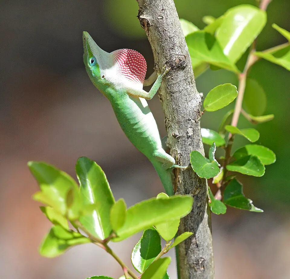 Anolis zelený vodorovne lezie na konár stromu s listami