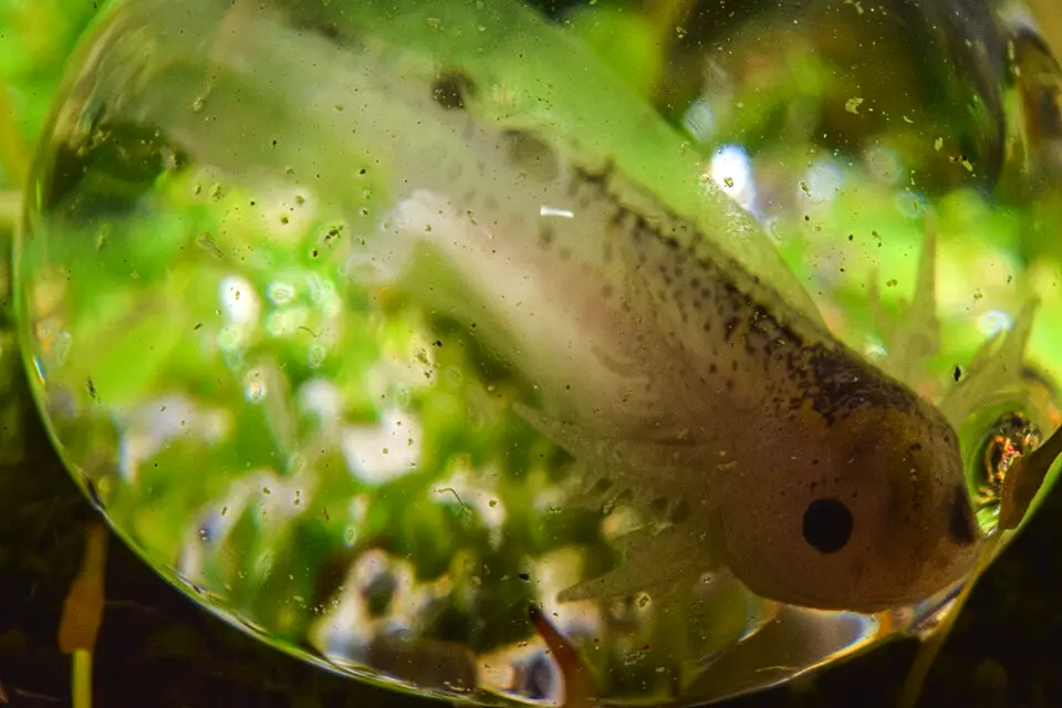 Axolotl mexický vývoj