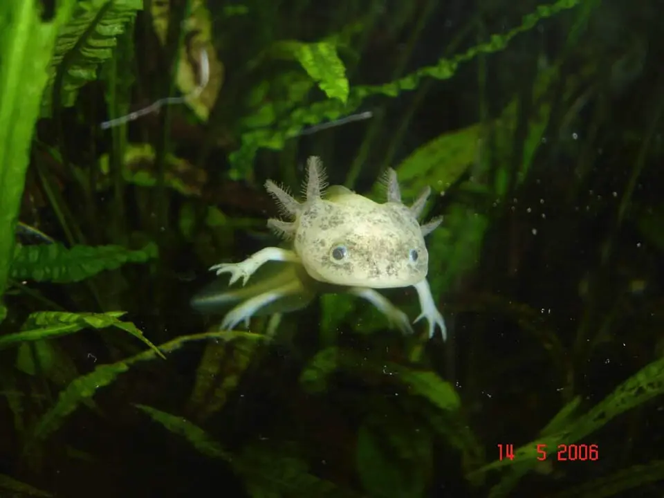 Axolotl mexický v strede akvária v pozadí rastlinky