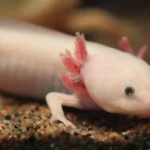 Axolotl mexický detail hlavy z boku