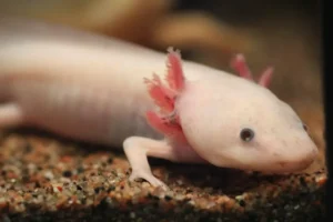 Axolotl mexický detail hlavy z boku
