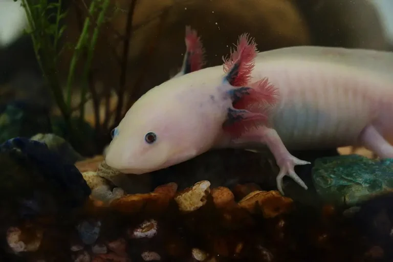 Axolotl mexický na dne akvária