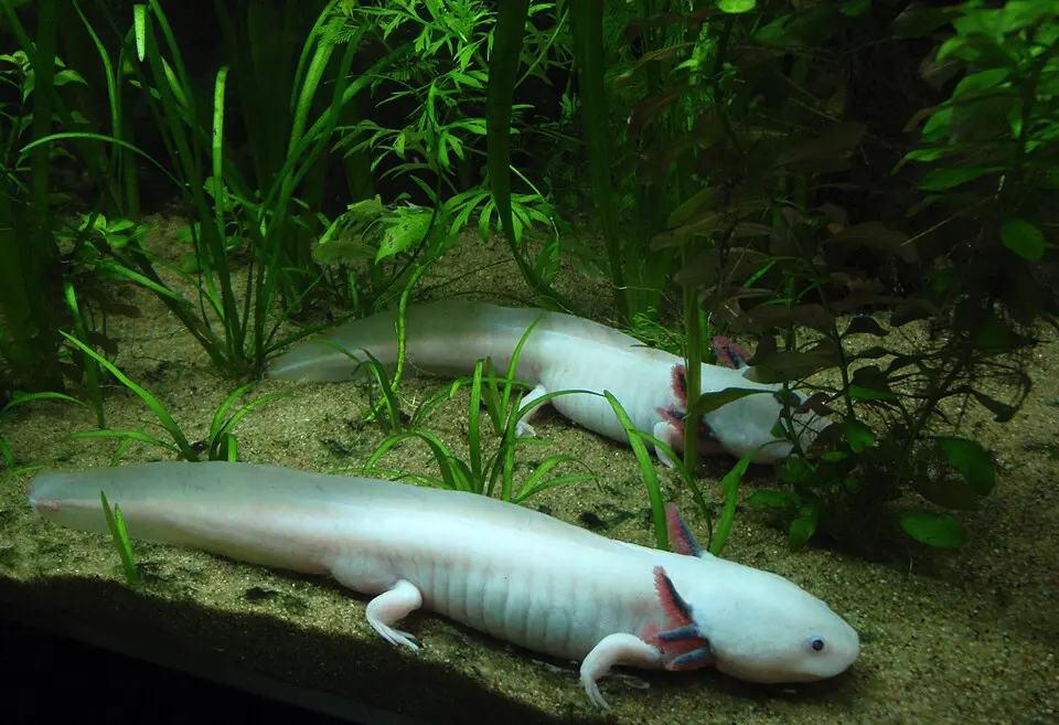 Axolotl mexický dva na dne akvária