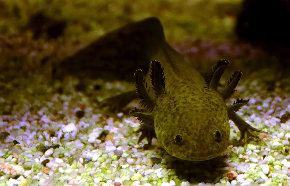 Axolotl mexický v akváriu na farebnom štrku