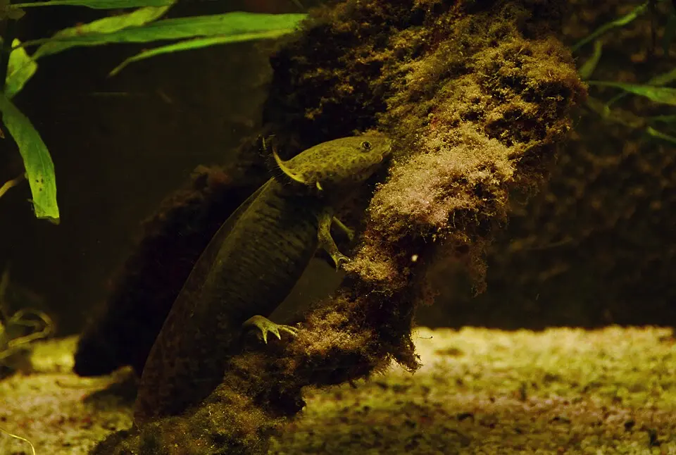 Axolotl mexický v akváriu na dreve