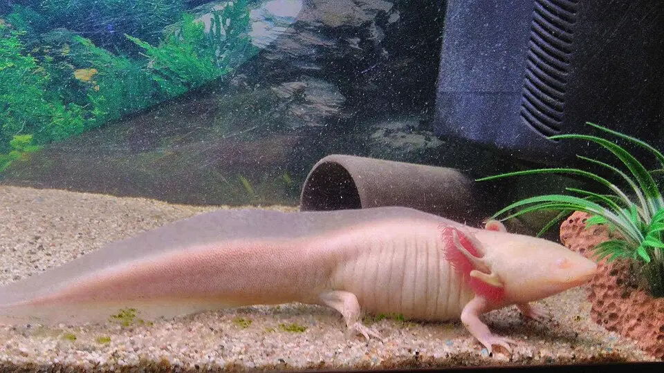 Axolotl mexický v akváriu na dne pri dekoráciách
