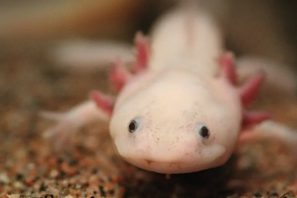 Axolotl mexický detail hlavy z spredu