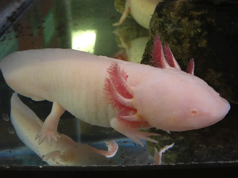 Axolotl mexický v akváriu
