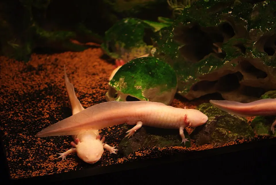 Axolotl mexický tri jedince v jednom akváriu