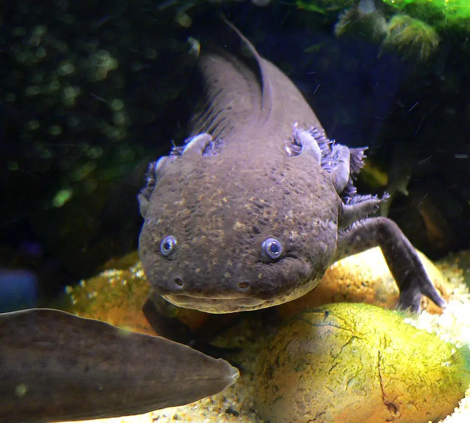 Axolotl mexický detail hlavy z spredu