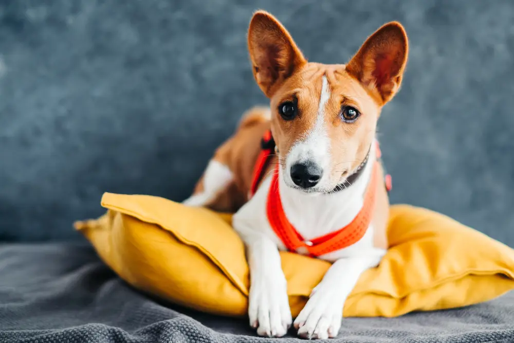 Basenji umelecká fotka na vankúši s modrým pozadím