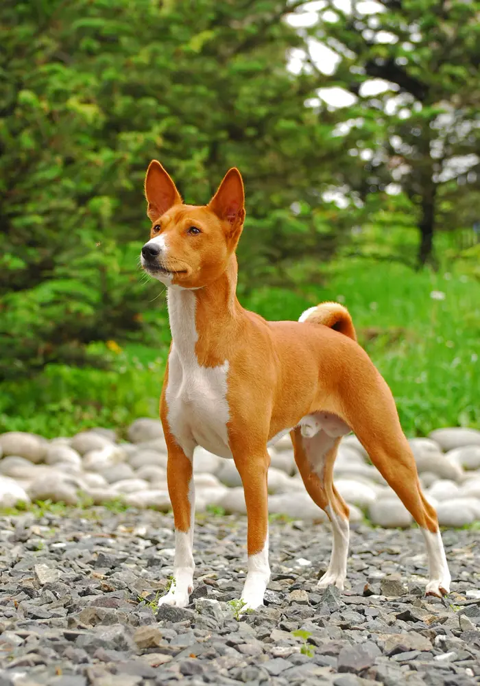 Basenji v stoji na kameňoch v pozadí stromy