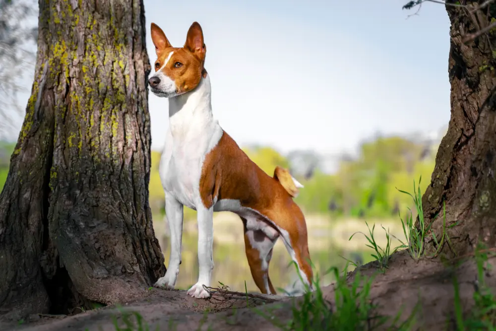 Basenji v stoji medzi dvoma stromami