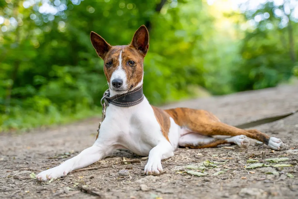 Basenji ležiaci na zemi s roztiahnutými prednými labkami