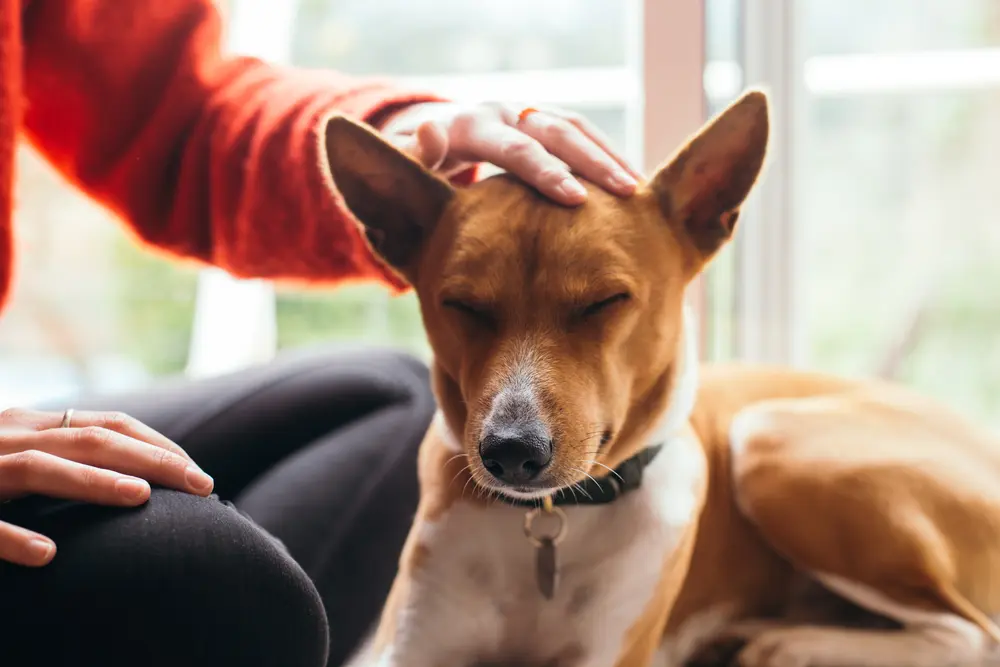 Basenji ktorého hladí po hlave človek