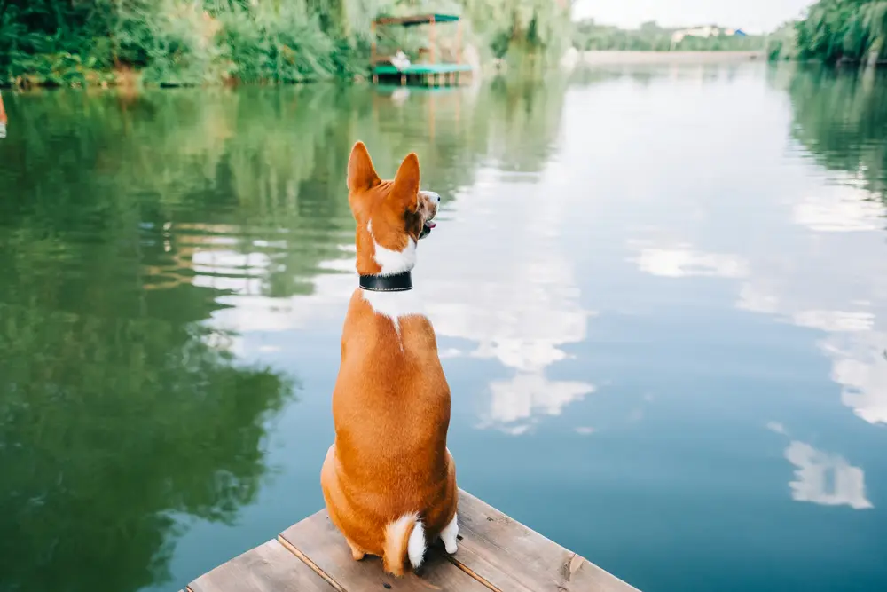 Basenji sediaci na móle pri jazere