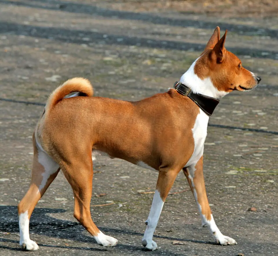 Basenji stoji na ceste a hladí dopredu