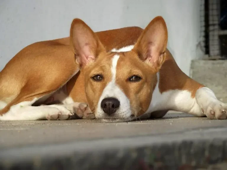 Basenji ležiaci na podlahe pred domom s pohľadom na fotografa