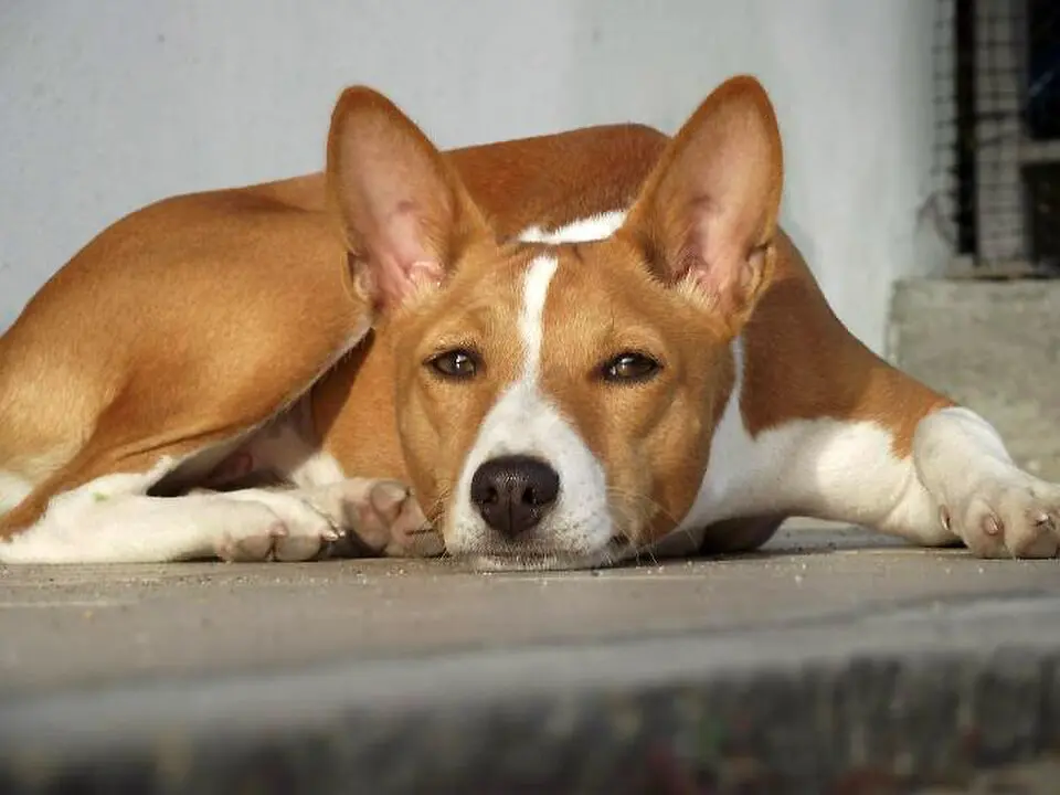 Basenji ležiaci na podlahe pred domom s pohľadom na fotografa