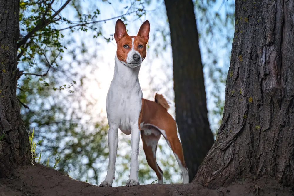 Basenji medzi stromami
