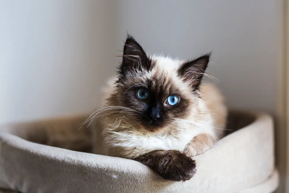 Birmanská mačka male mačiatko na mačacom strome