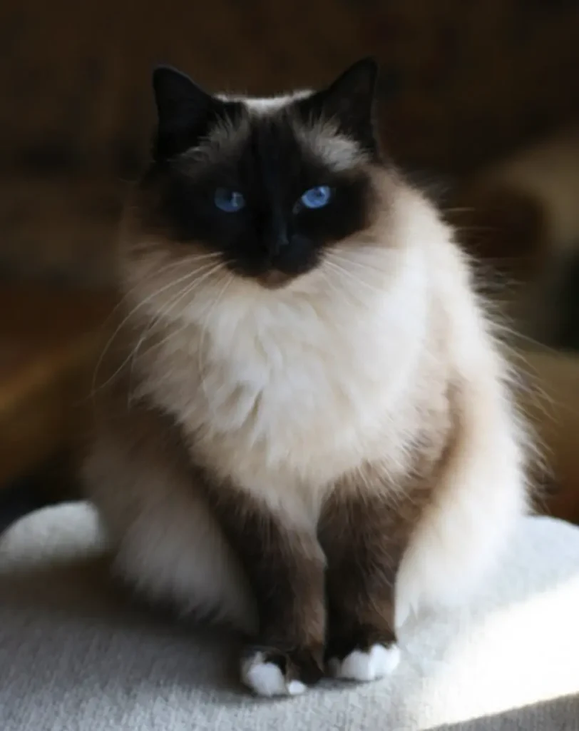 Birmanská mačka sediaca na stoličke