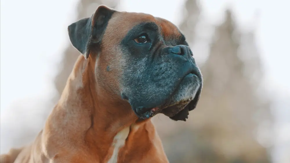 Boxer detail hlavy