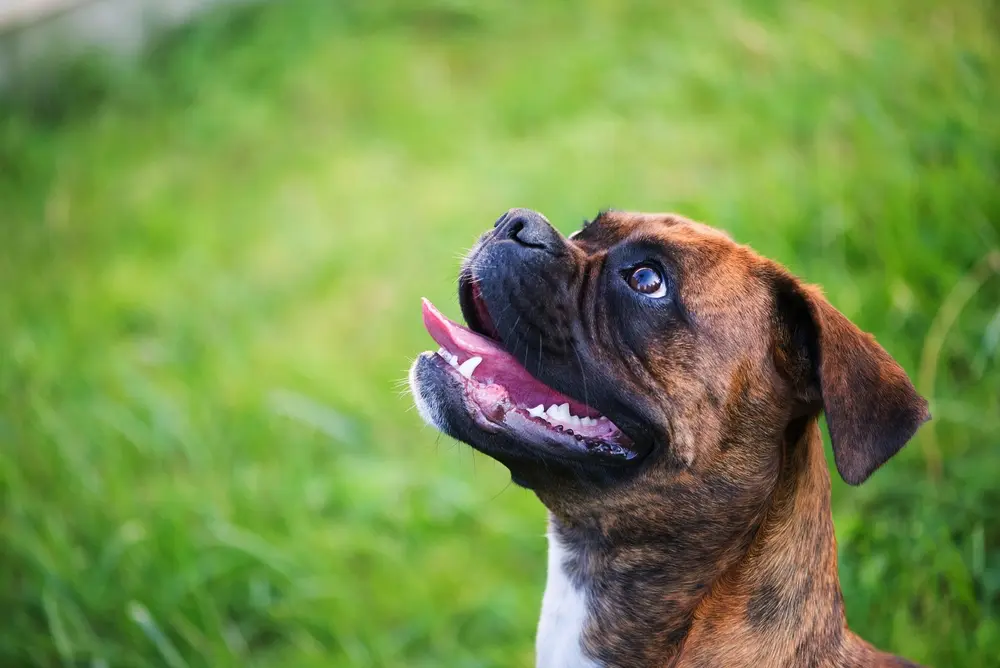 Boxer detail hlavy ktorý smeruje pohľadom hore na majiteľa