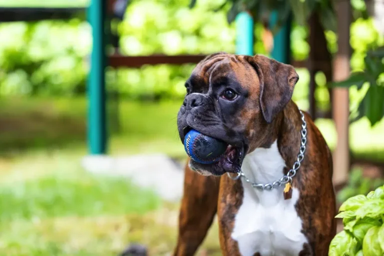 Boxer drží modrú loptičku v papuli