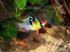 Cichlidka Ramirezova krásna farebnosť cichlidky
