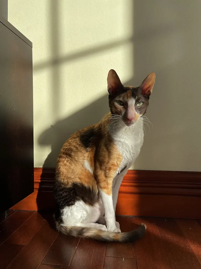 Cornish Rex sedi na drevenej podlahe v byte