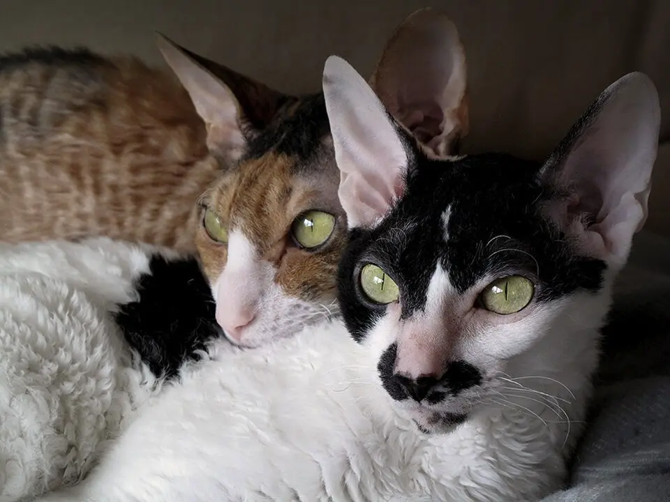 Cornish Rex dve oddychujú opreté o seba