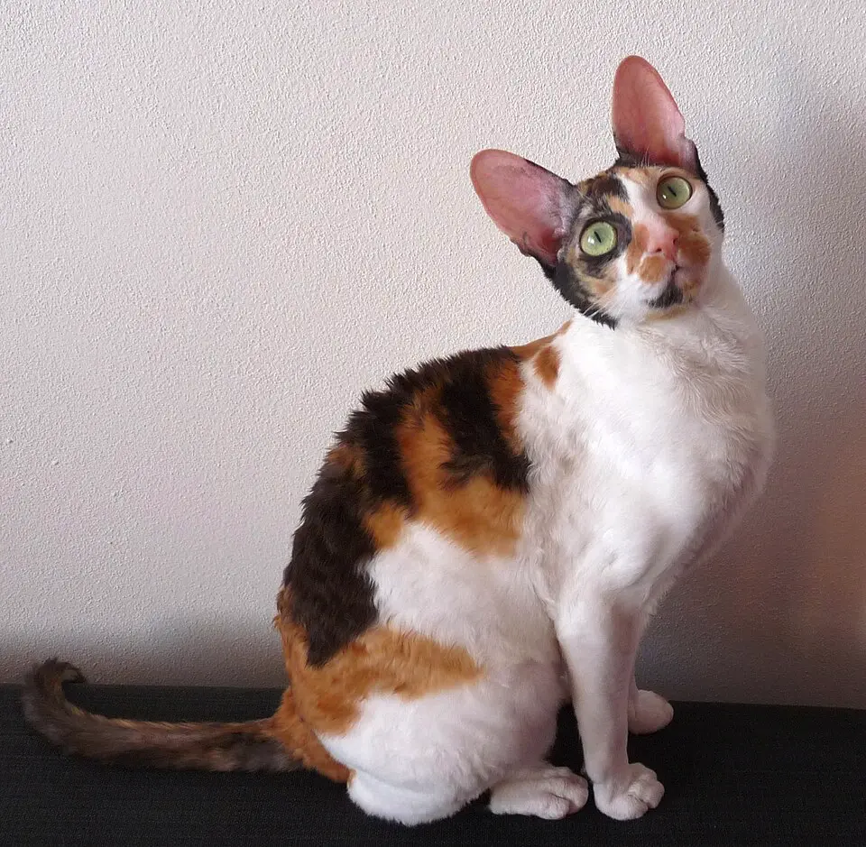 Cornish Rex sedi pri stene v byte a pózuje