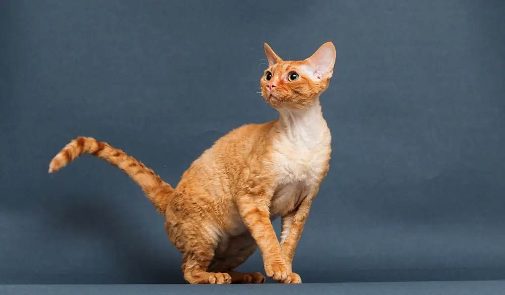 Cornish Rex umelecká fotka modré pozadie