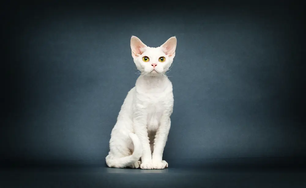 Cornish Rex umelecká fotografie na modrom pozadí
