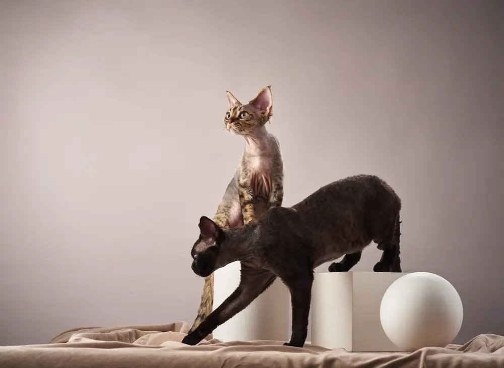 Cornish Rex dve mačky pózujú na geometrických tvaroch