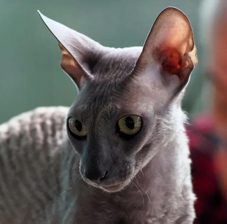 Cornish Rex detail hlavy